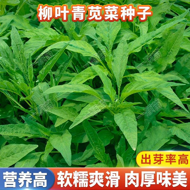 柳叶青苋菜种子 野生绿苋菜白苋菜阳台庭院青菜籽四季蔬菜种孑