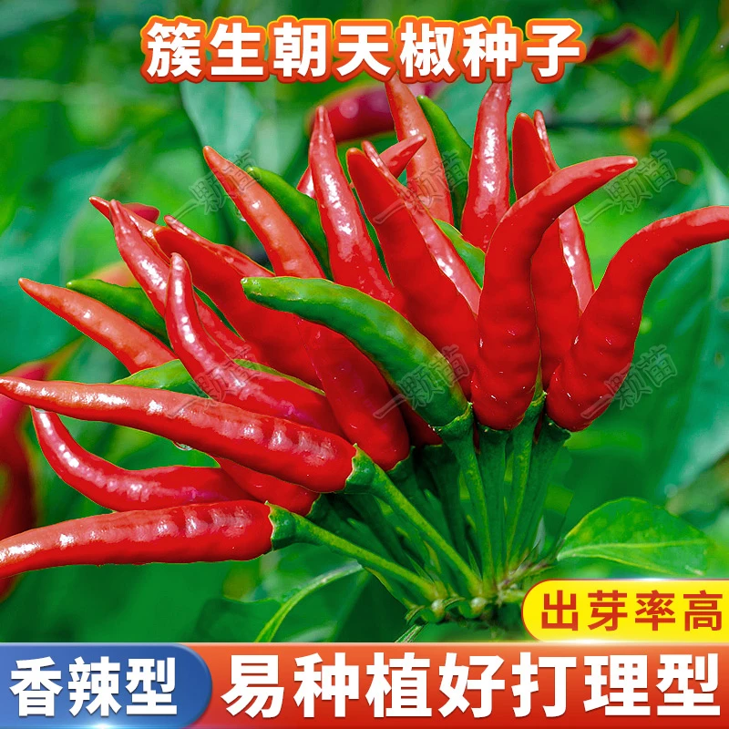 特辣朝天椒种籽 辣椒四季播种植阳台庭院盆栽农家菜园地蔬菜种子