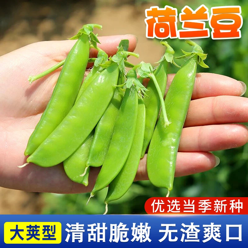 荷兰豆种籽甜豌豆秋冬季阳台庭院四季盆栽种植农家菜园地蔬菜种子