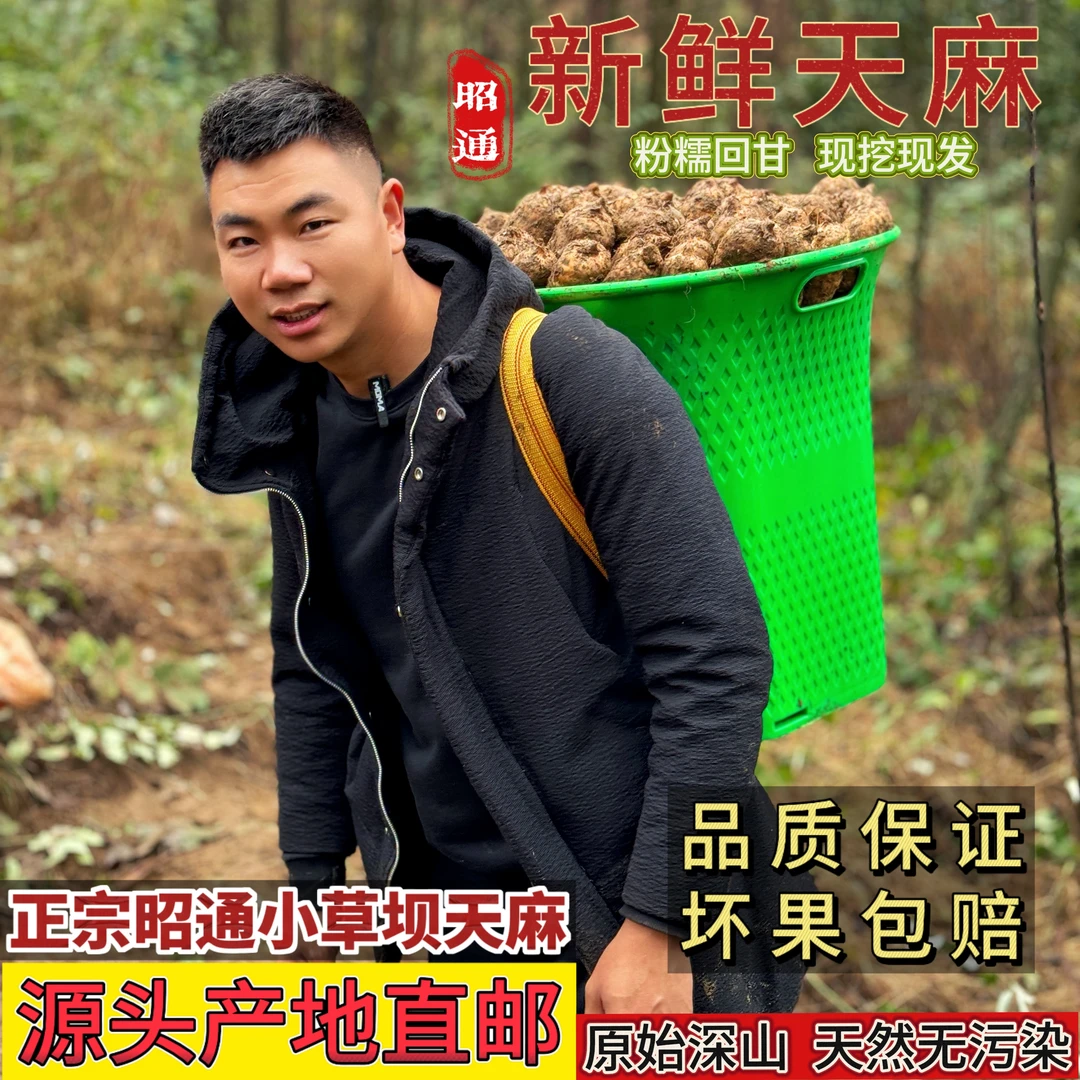 【新鲜天麻】云南昭通小草坝天麻产地直发仿野生种植炖鸡煲汤营养