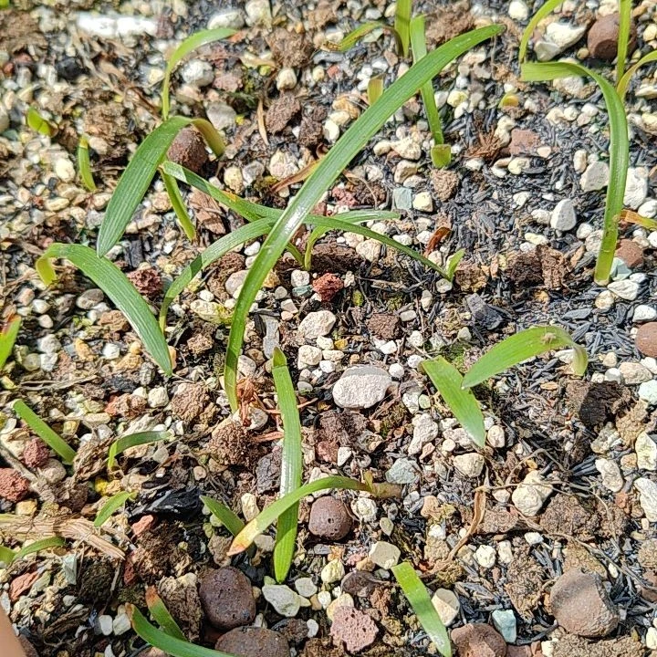 一物一拍小小苗打包用水苔