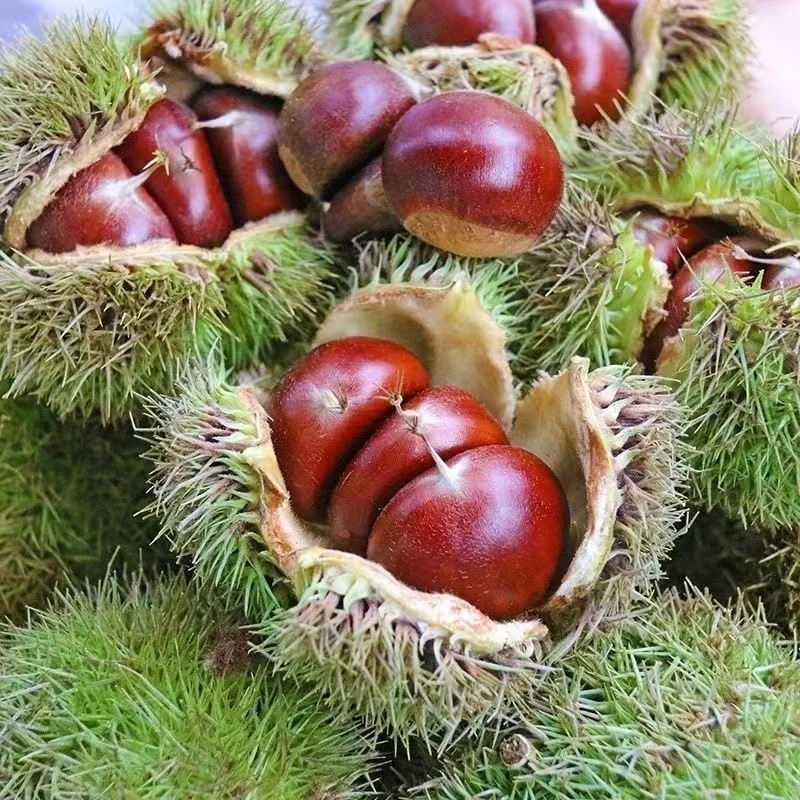 现摘沂蒙山新鲜去刺壳生板栗油栗个大饱满香甜粉糯营养丰富脆甜
