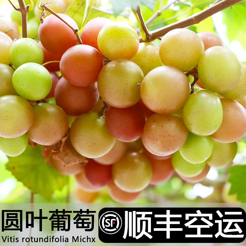 果王【顺丰空运】圆叶葡萄高端礼盒卡装现摘丁纯甜马斯新鲜水果孕妇