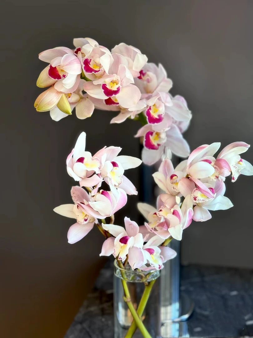 【粉天鹅】蕙兰 粉色兰花带花剑室内南北方栽种一杆多花