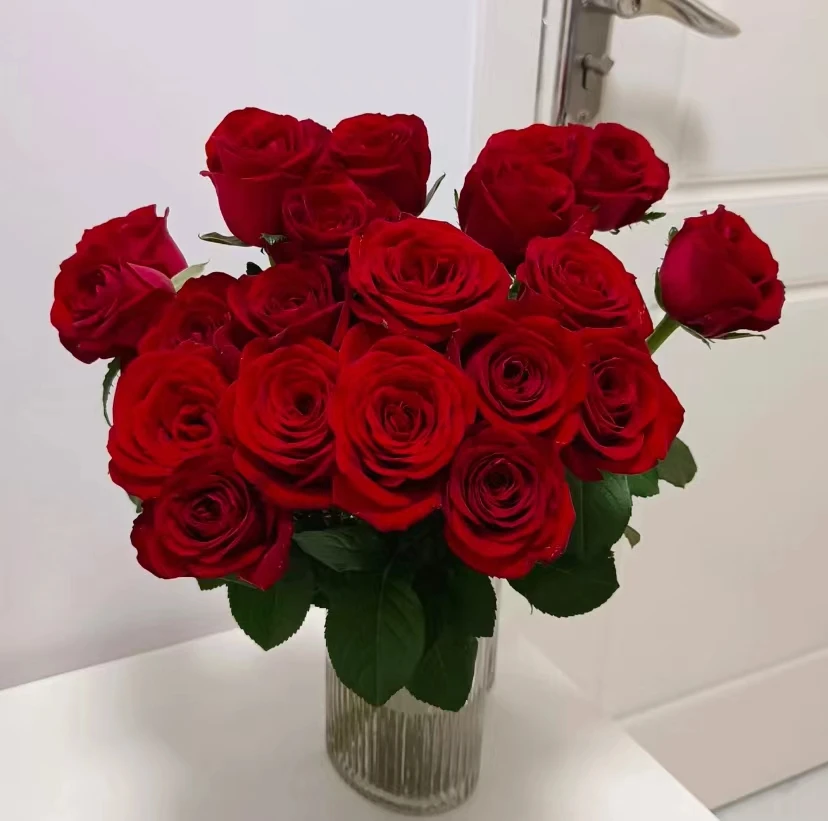 朱砂玫瑰家养云南鲜切花高级感批发真花玫瑰花水养瓶