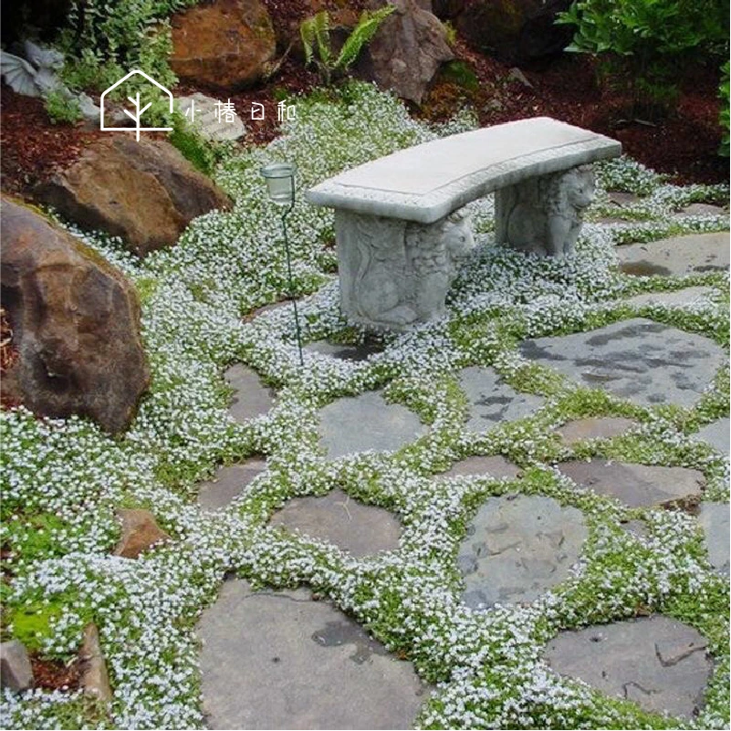 小椿日和 新西兰半边莲 岩石庭院盆栽地被多年生常绿植物蓝色花卉