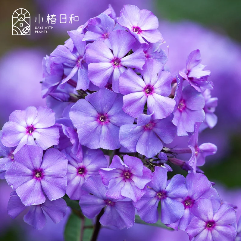 小椿日和宿根福禄考天蓝绣球耐寒耐热皮实好养多年生开花盆栽阳台