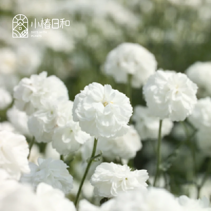 小椿日和 珍珠蓍草棉花糖满天星替代超级丰花耐寒多年生盆栽