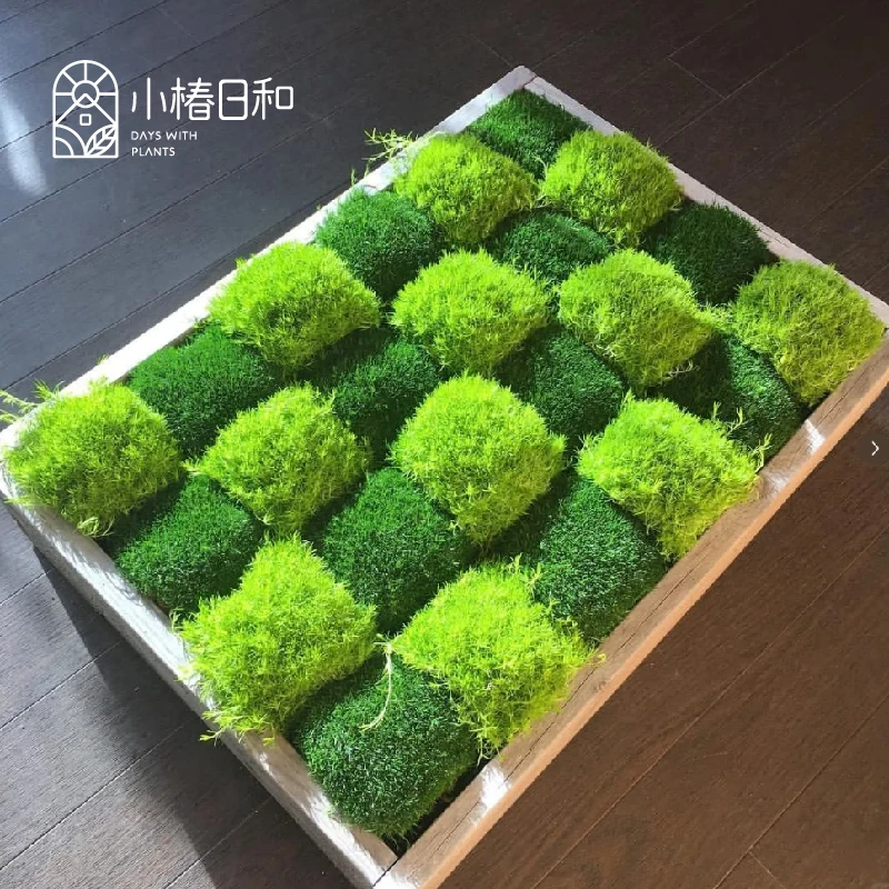 小椿日和 爱尔兰珍珠草地被植物耐寒耐阴四季常绿庭院阳台多年生