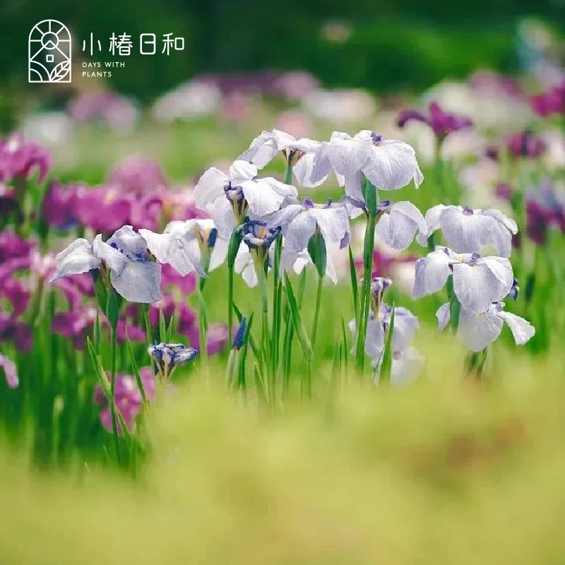 小椿日和 进口日本大花菖蒲 鸢尾花园花苗庭院阳台耐湿地植物花卉