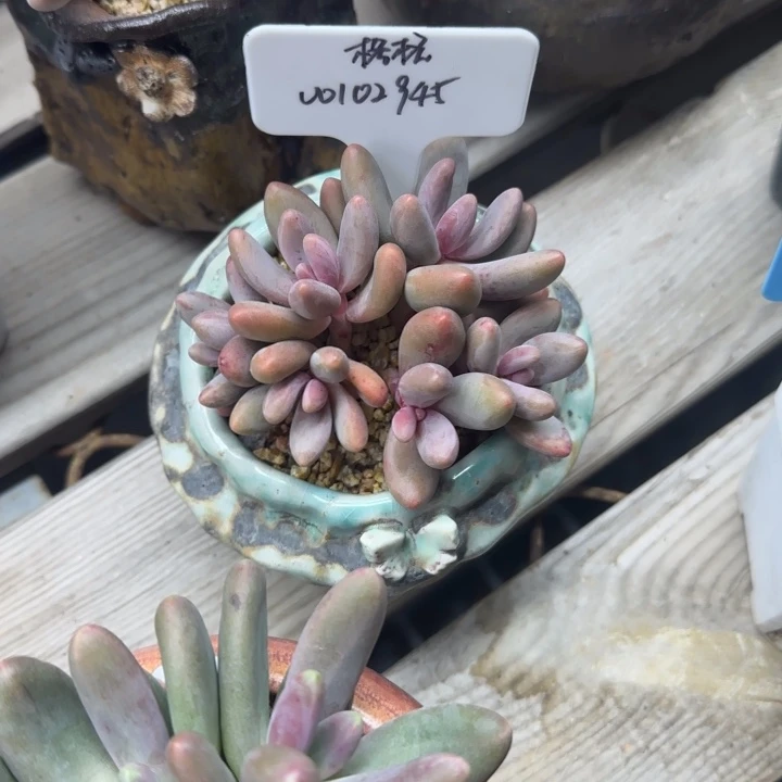 北遇一物一拍红手指 格格