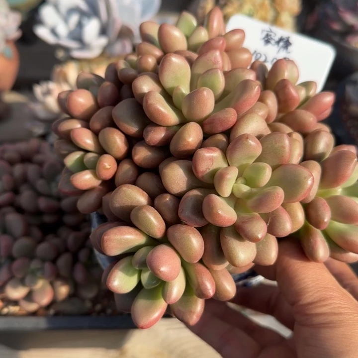 北遇一物一拍先锋派 蜜糖