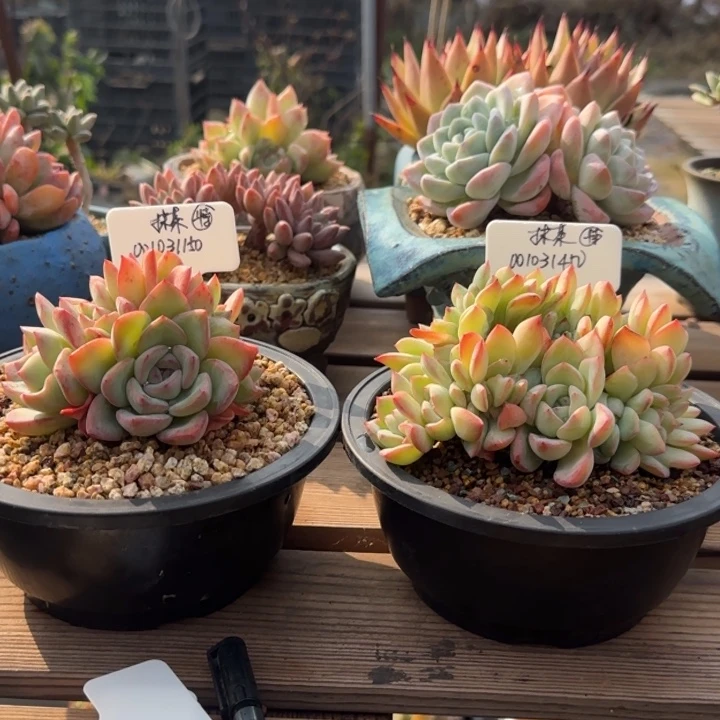 北遇一物一拍泡芙缀 抹茶