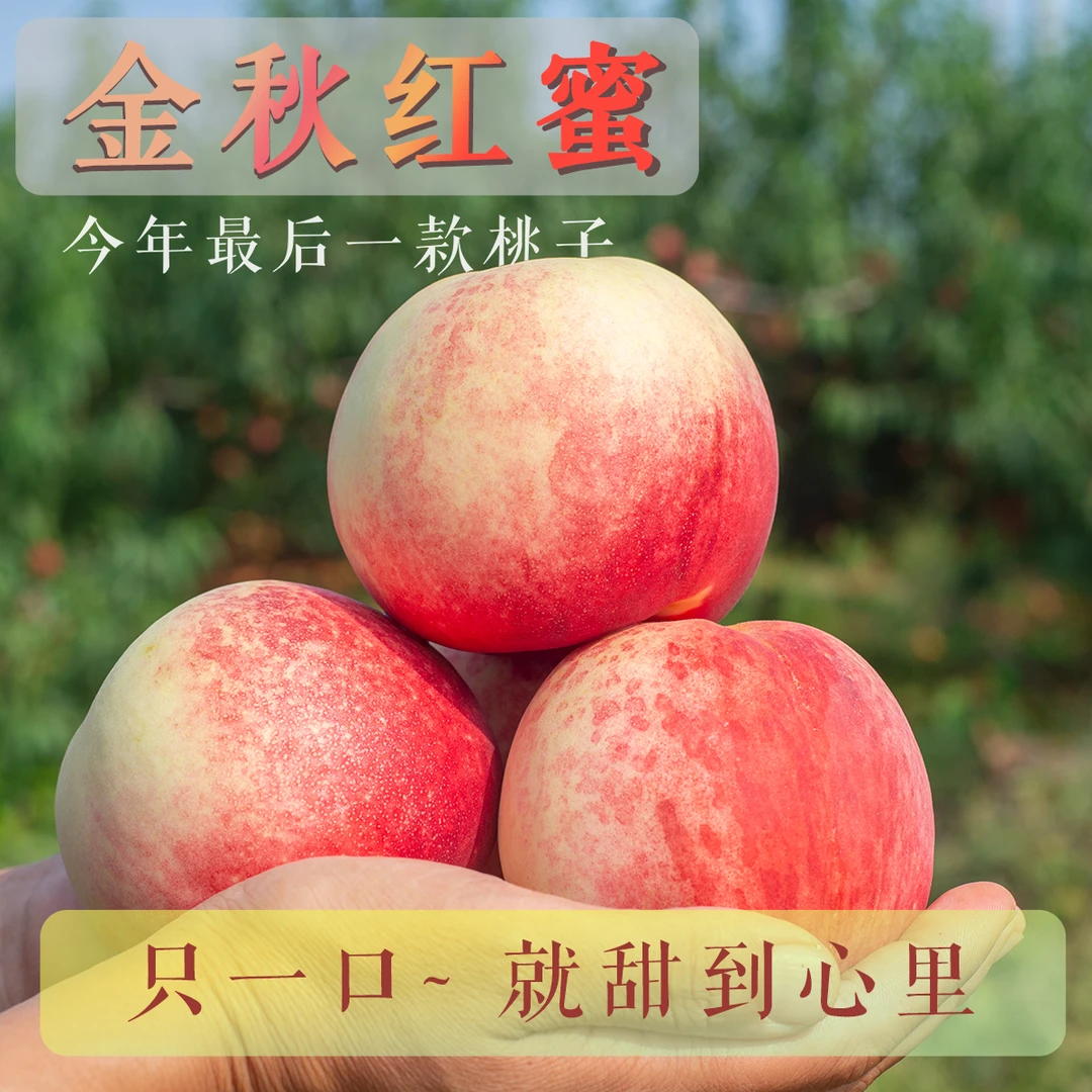 晚熟金秋红【蜜桃】山东水蜜桃寒露蜜冬桃脆甜多汁新鲜水果秋冬桃子