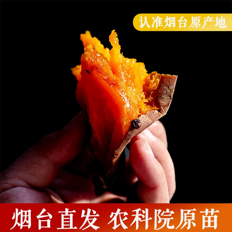 【脱毒】正宗烟薯25号 烟台农科院蜜薯红薯糖心超甜红暑3斤农家5斤