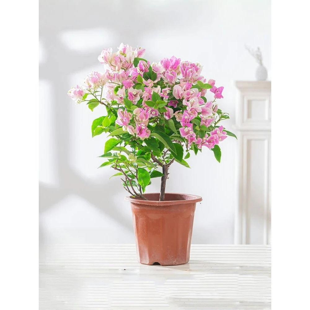 红樱三角梅盆栽带花阳台庭院花卉易活四季开花绿植老桩植物可飘枝