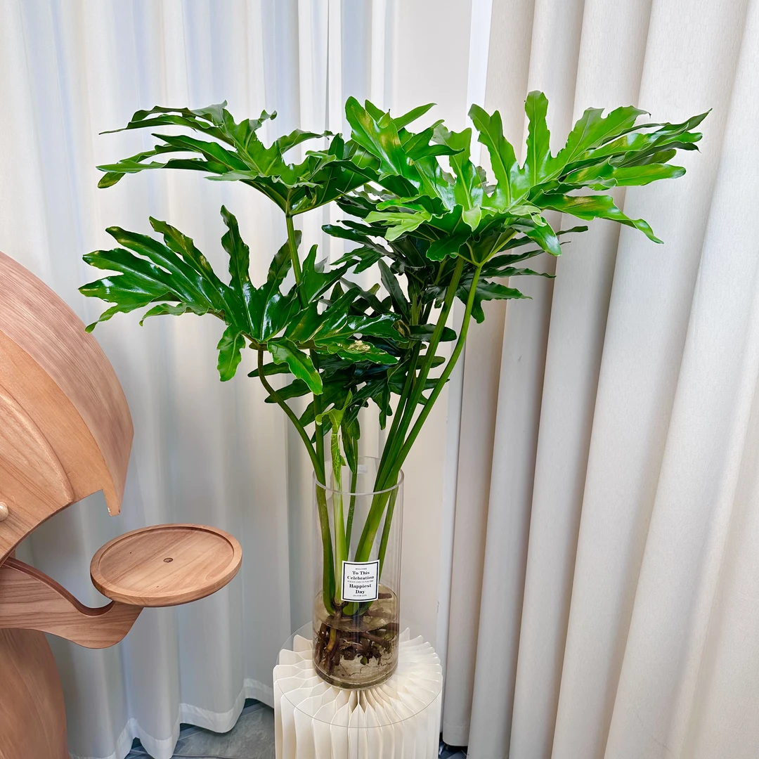 春羽60~70公分，老桩龙鳞春羽水培绿植室内客厅盆栽高级感蔓绿绒