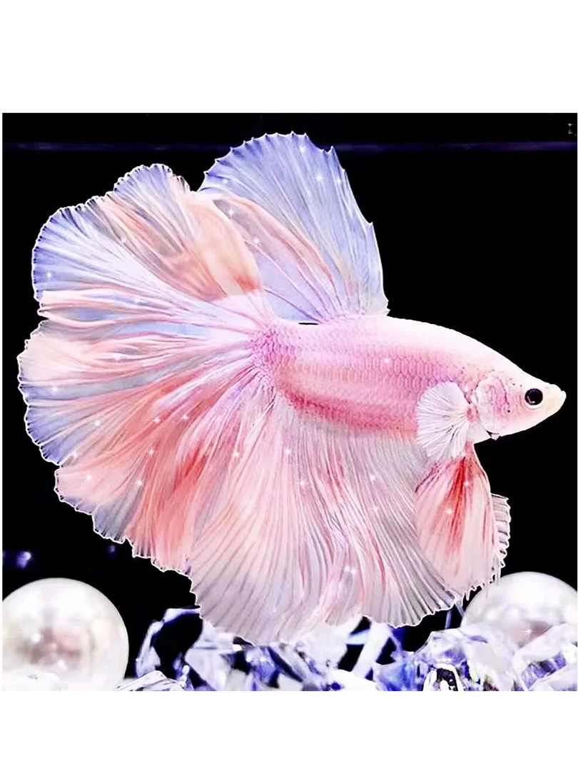 第七板【169-196】泰国斗鱼仙女款纯白半月小型淡水热带冷水观赏鱼