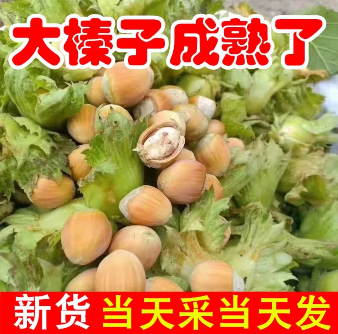 2024年新鲜采摘青皮水仁大榛子包邮