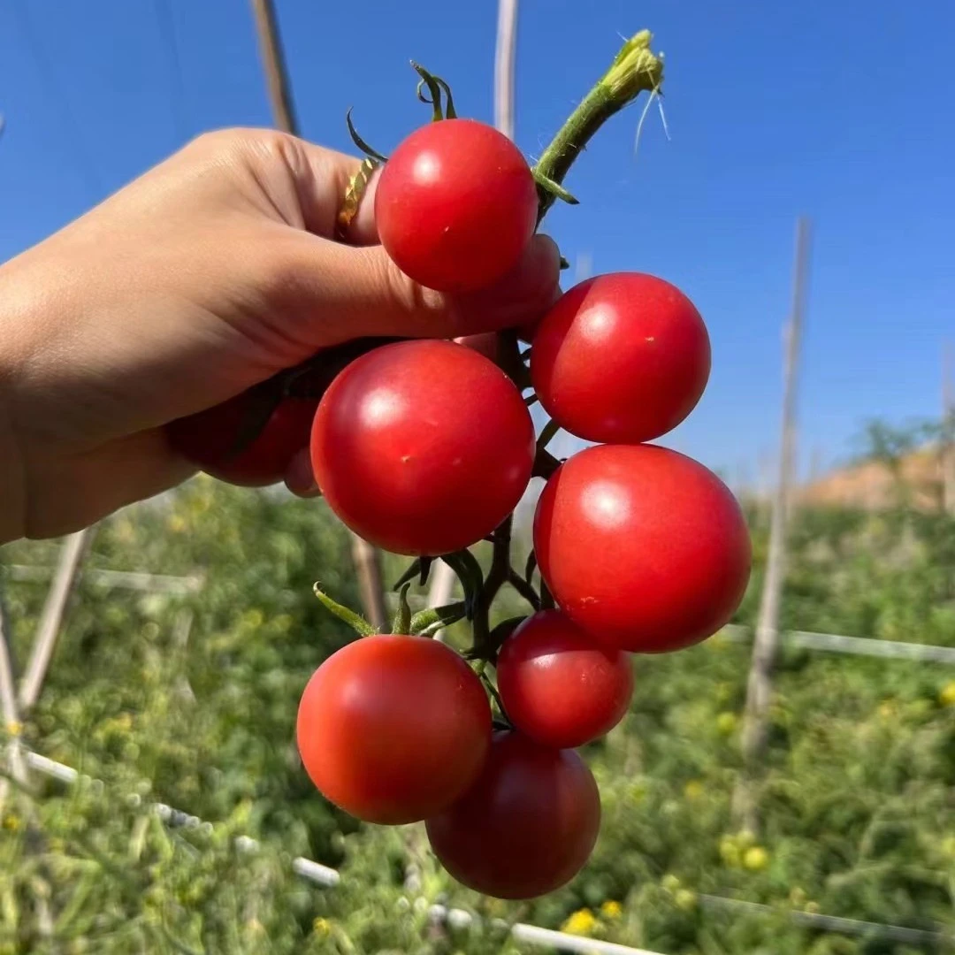 【爷爷家水果番茄】四川攀枝花露天种植小番茄应季新鲜水果5斤 包邮