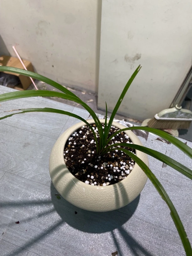 秋芝，资源，一杆多花，不带盆