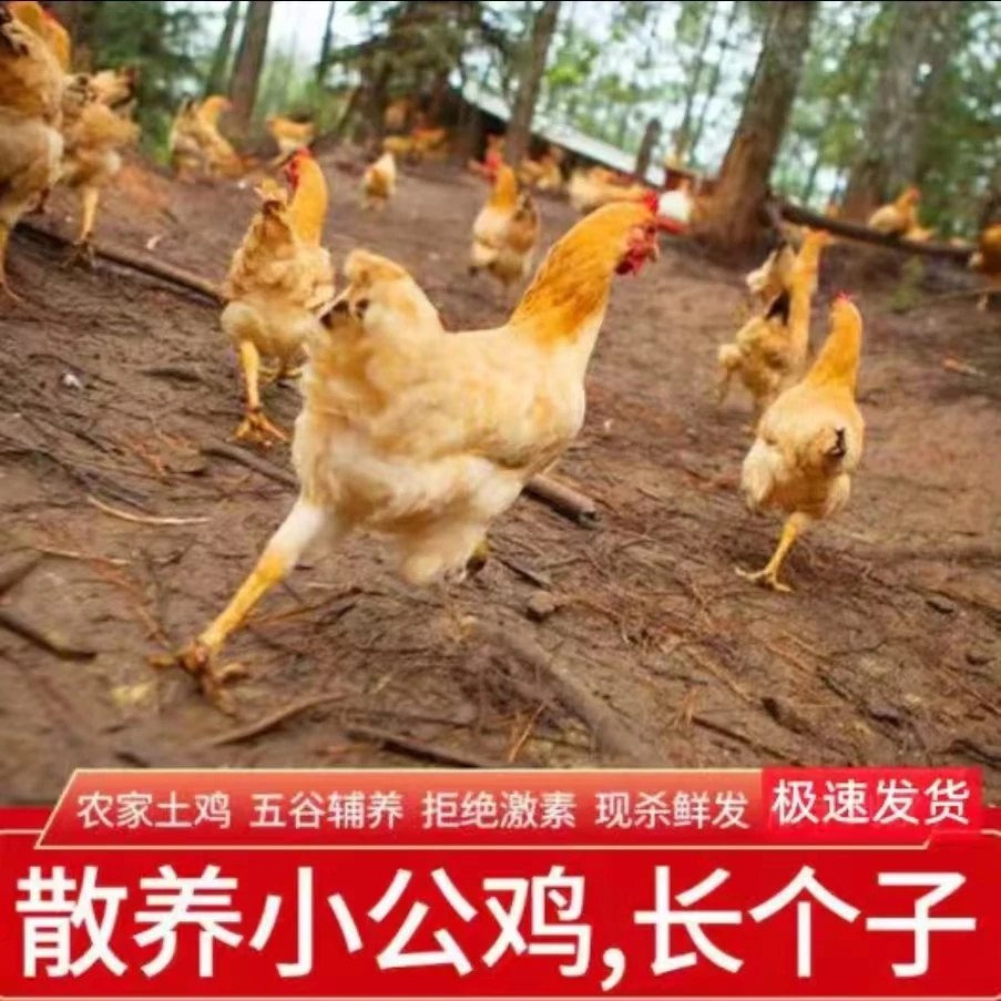 【拍1送2发3】散养童子鸡现杀现发肉质新鲜五谷杂粮喂养黄脚