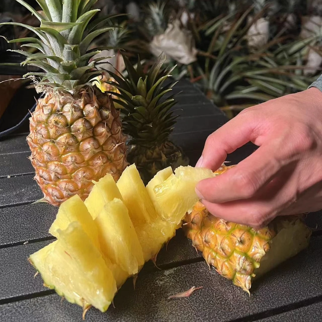 海南【树熟】金钻17号凤梨4.5/7.5斤装  现摘现发 非菠萝 中通快递