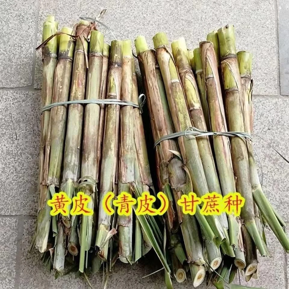 10根每根3-5芽广西桂林水果黄皮甘蔗种苗青皮甘蔗秧尾巴甘蔗梢顶