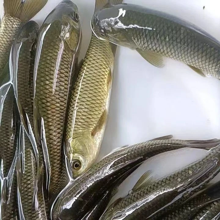 草鱼鲩鱼 草混子 大种草鱼 淡水活体观赏