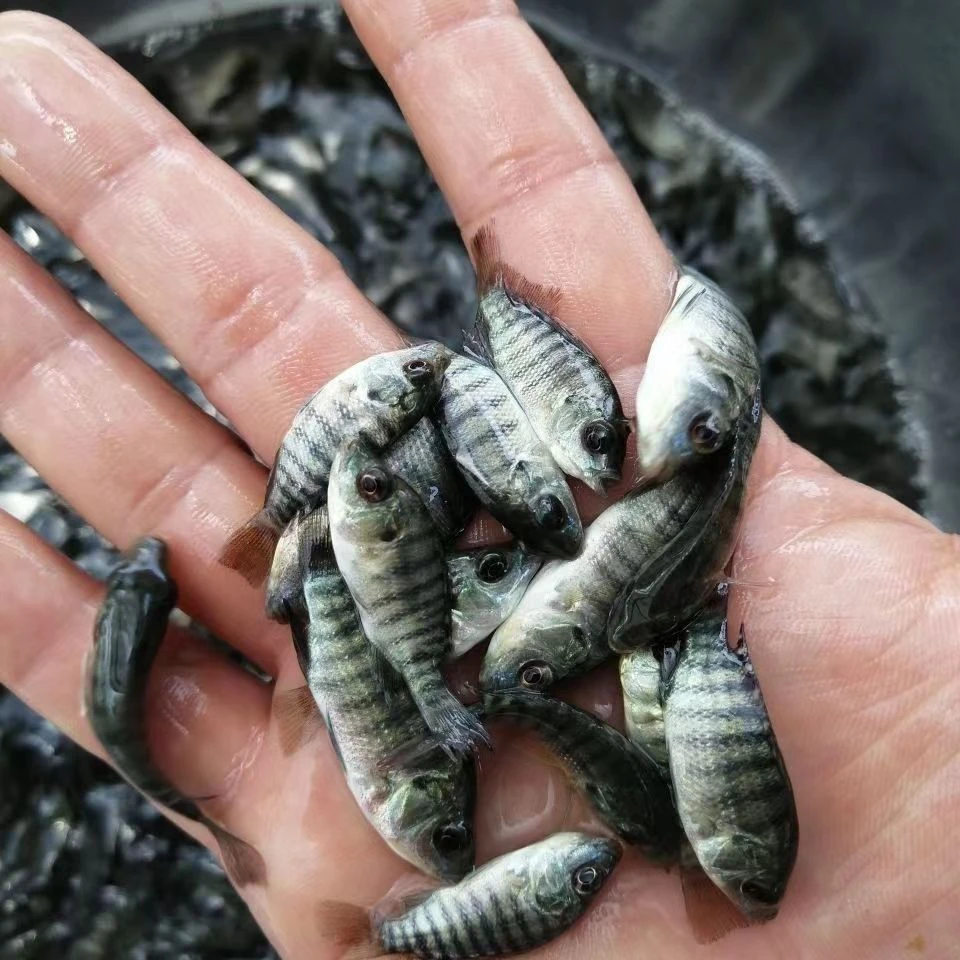 罗非鱼 淡水特大种罗非 杂交青宝路快大罗非苗 活体观赏