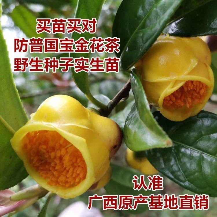 高档绿植广西十万大山正宗防城金花茶苗原生苗产地直发品种包正