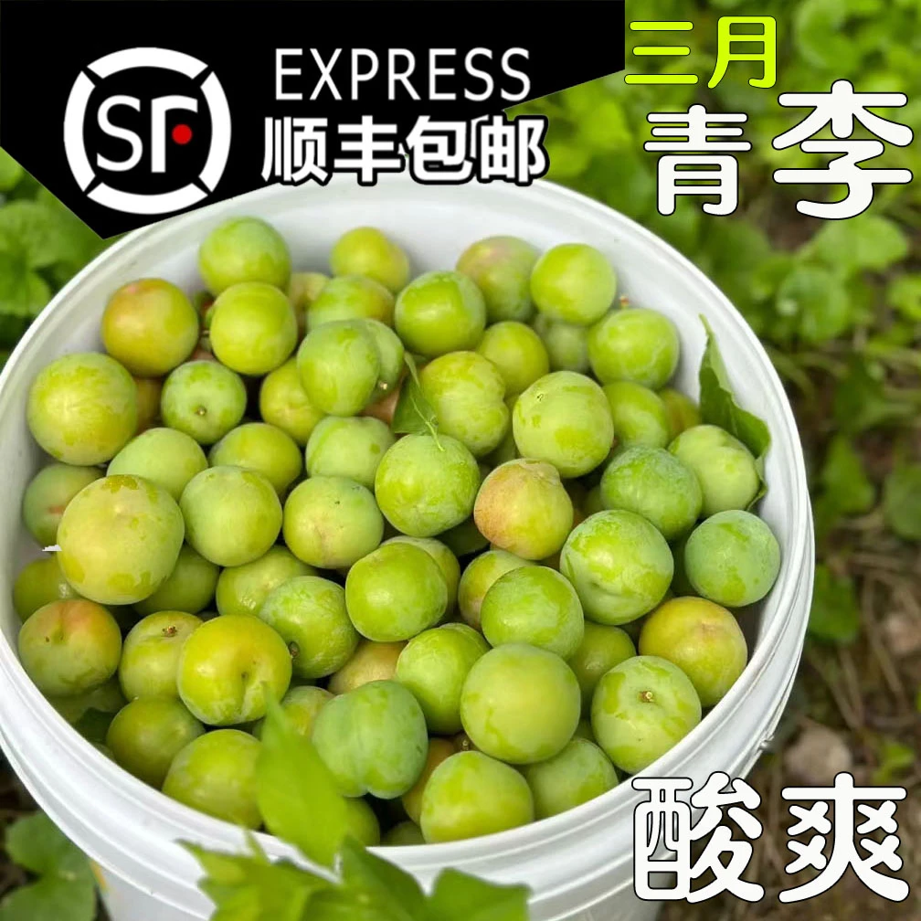 新鲜三月青李子果当季酸爽酸嘢孕妇水果现摘新鲜三华李双华李包邮