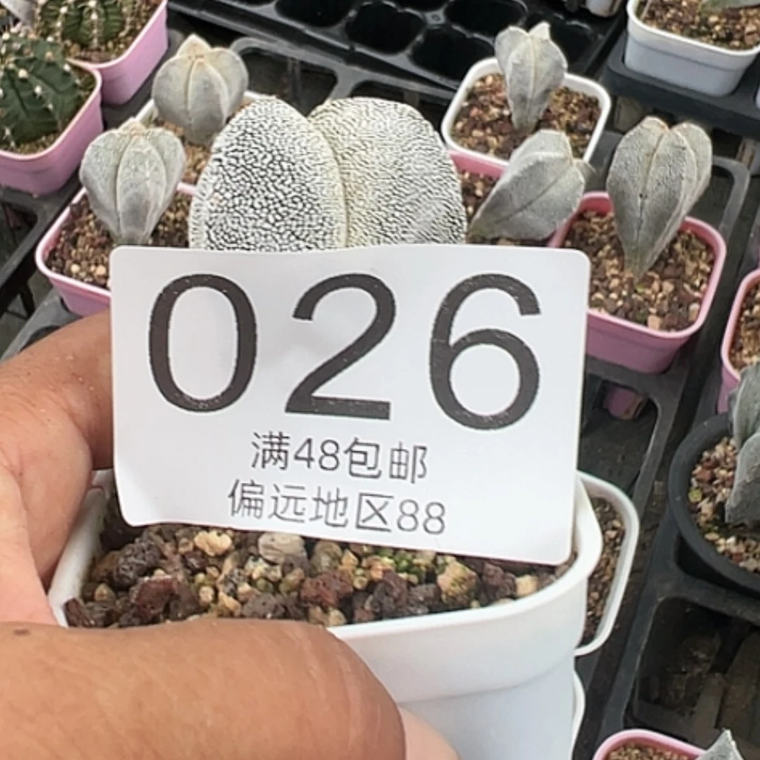 【闪购商品】花*鸾凤玉