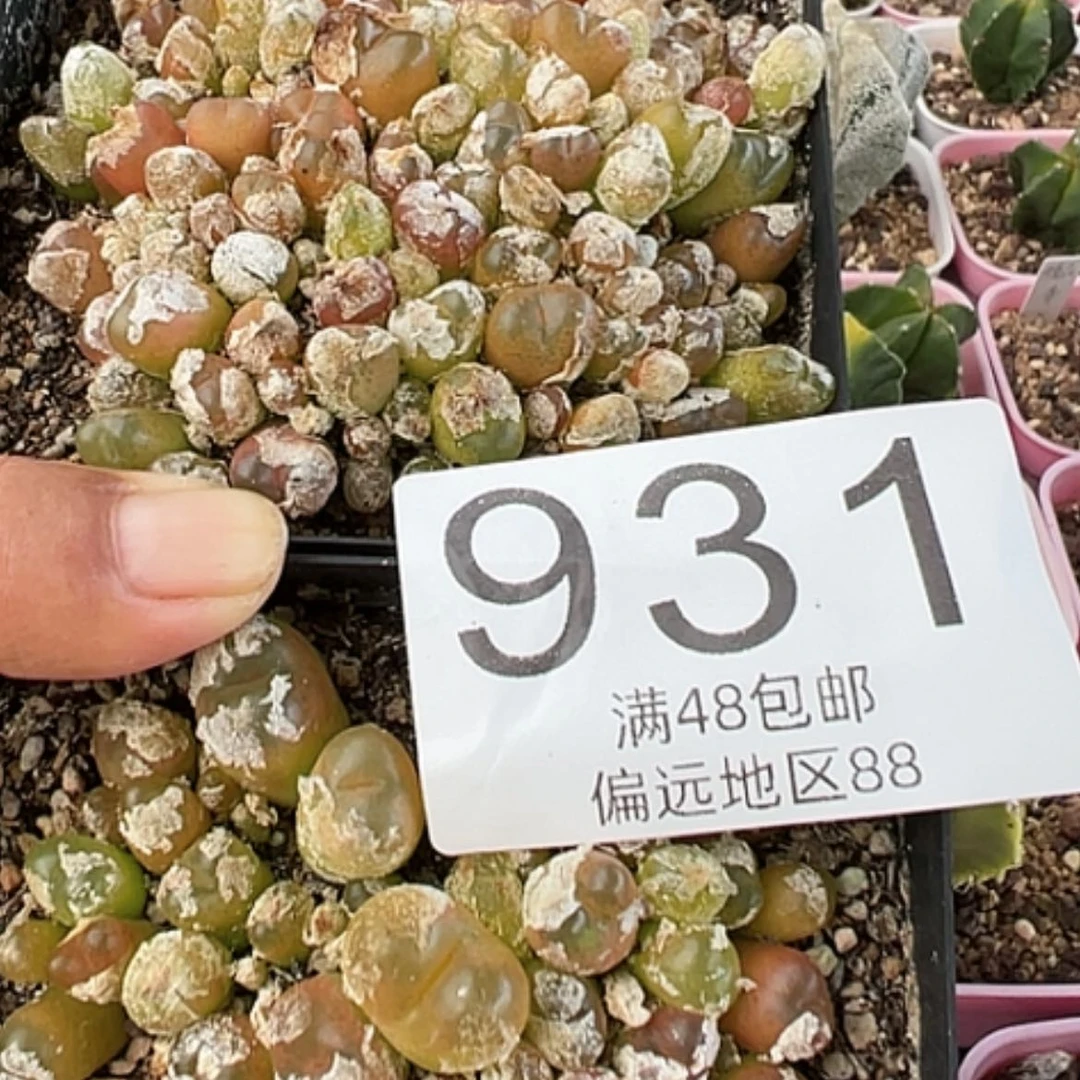 【闪购商品】2盒毛汗尼包邮