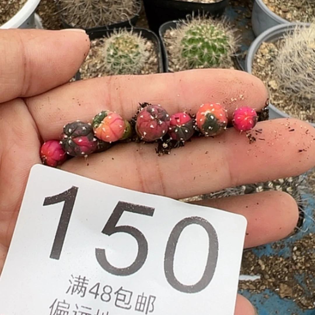 【闪购商品】丢*咪7颗兜