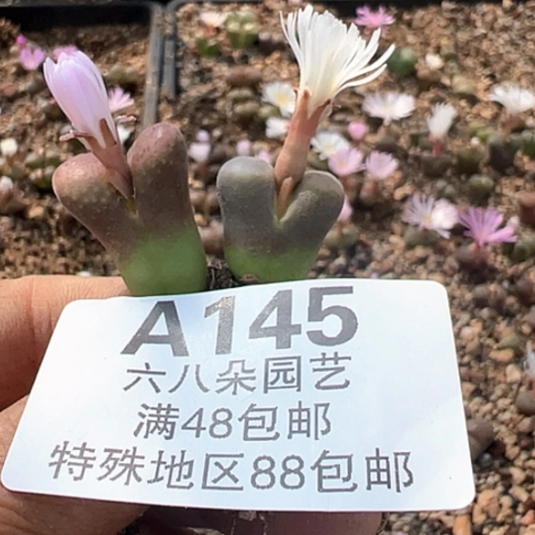 【闪购商品】面**海2了风铃
