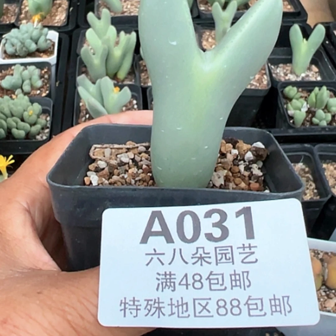 【闪购商品】?***莉大将