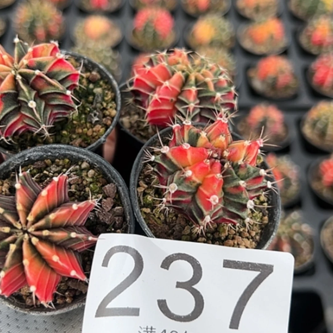 【闪购商品】听****逢4颗米哈
