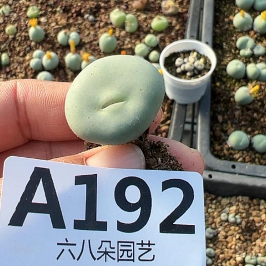 【闪购商品】布*丁小红嘴