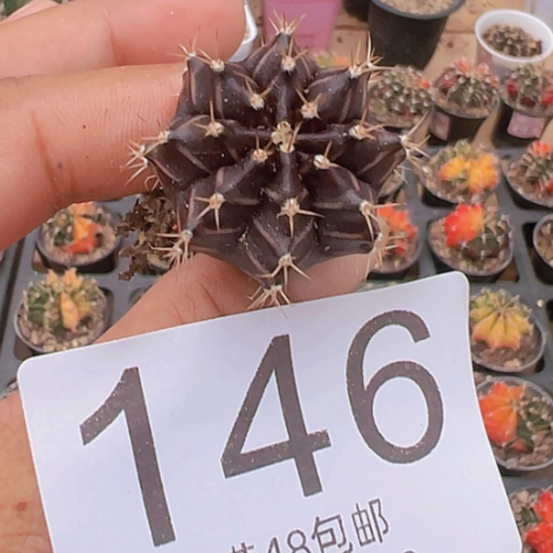 【闪购商品】开播福利