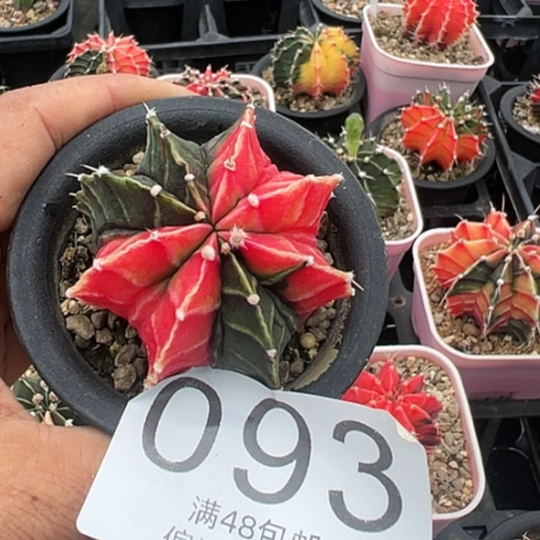 【闪购商品】依****4累坏錦