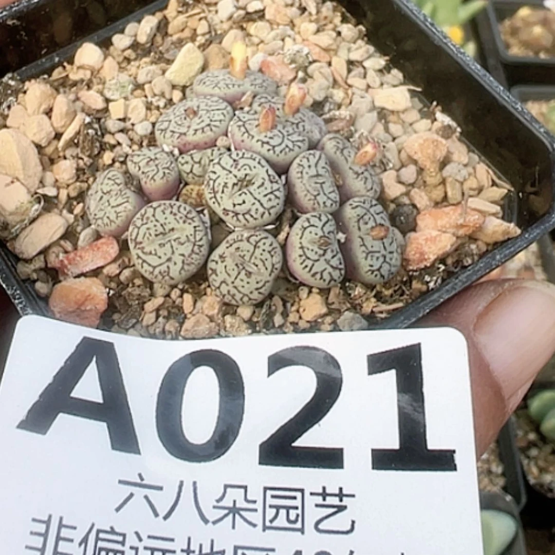 【闪购商品】墨小锥