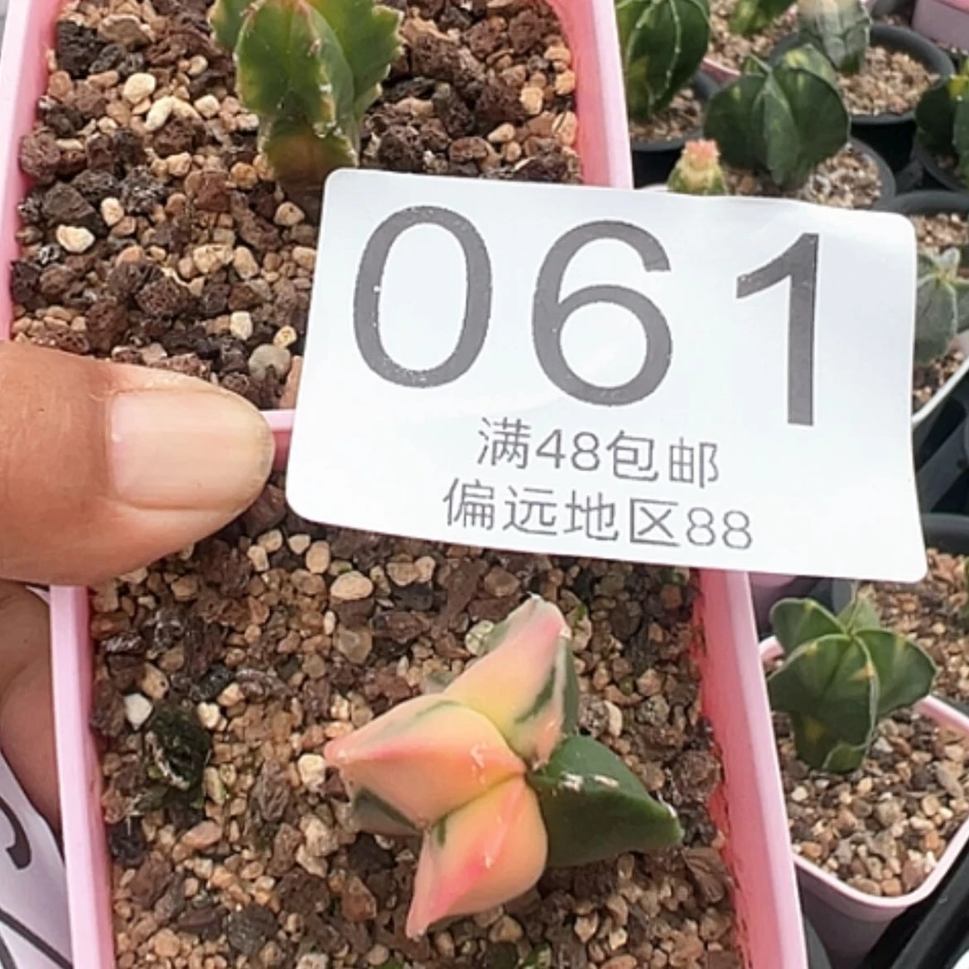 【闪购商品】个*2颗鸾錦营养土