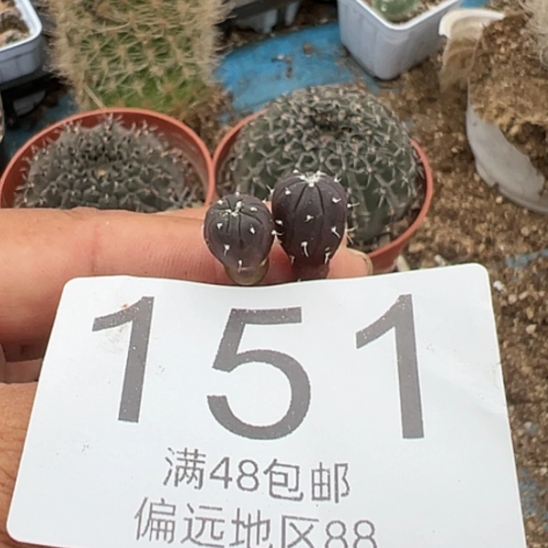 【闪购商品】丢*咪2颗兜