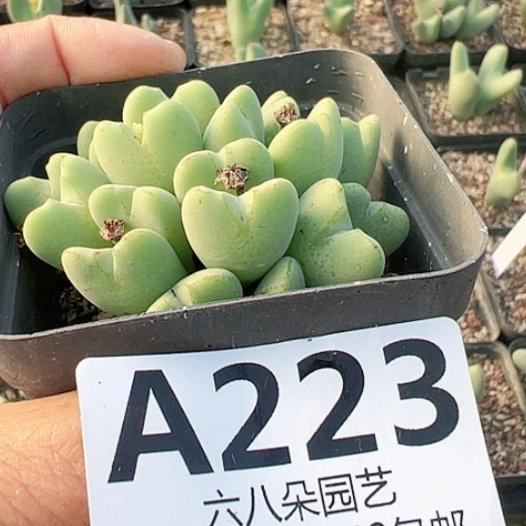 【闪购商品】玲少将