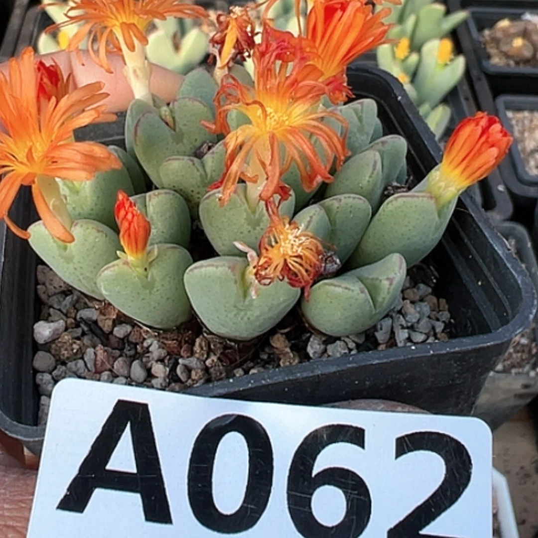 【闪购商品】23头少将