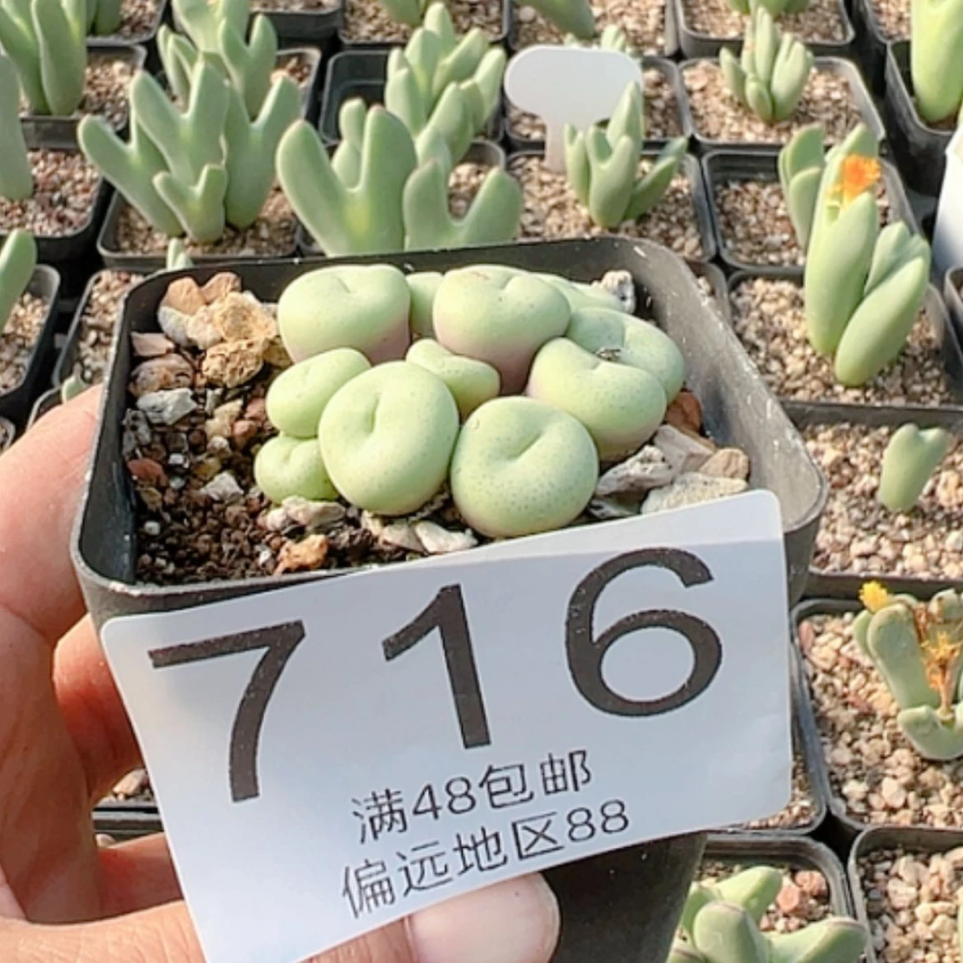 【闪购商品】大****.吕氏大饼