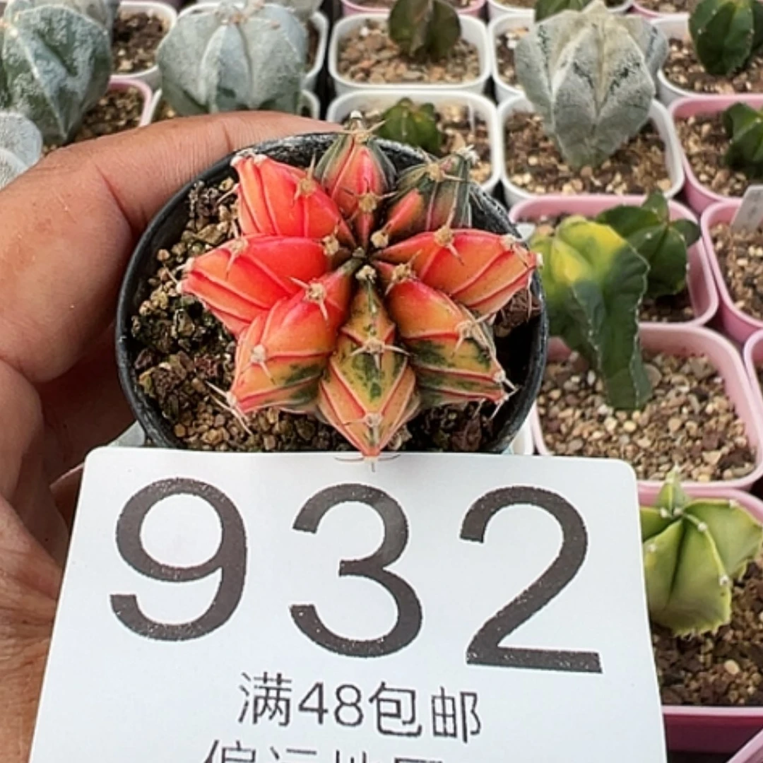 【闪购商品】顽*实生