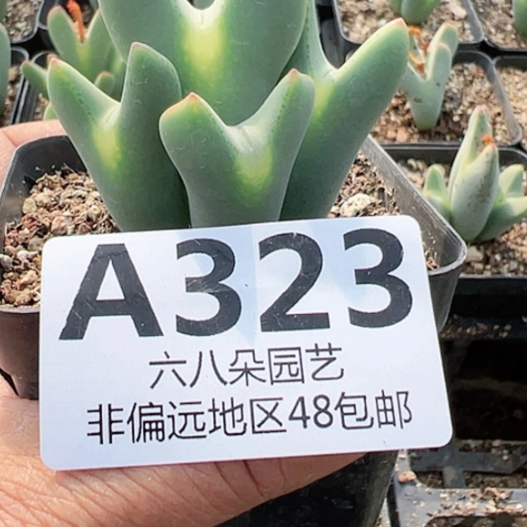 【闪购商品】⁰**⁰比卡丘营养土