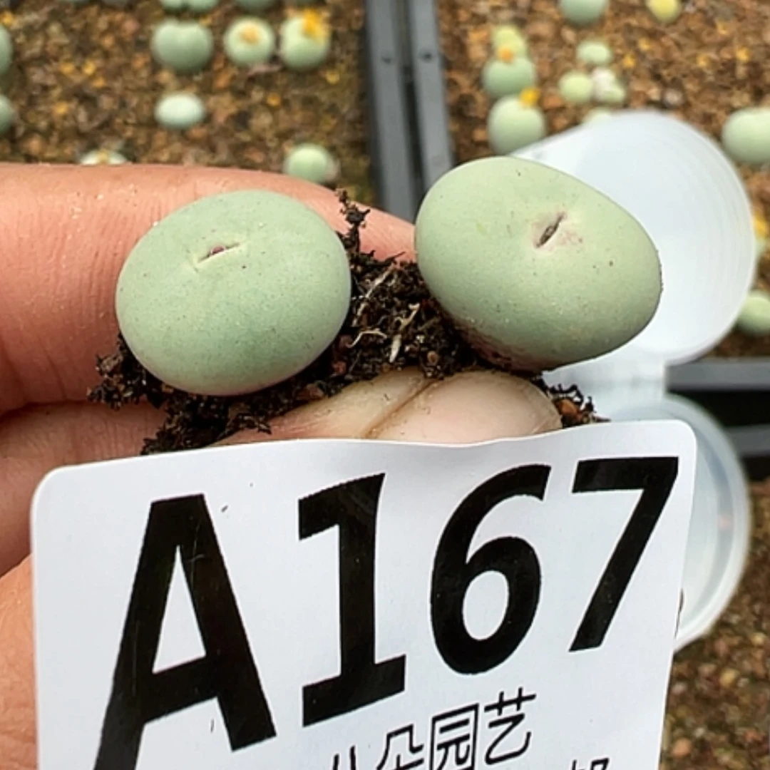 【闪购商品】8*52颗小红嘴